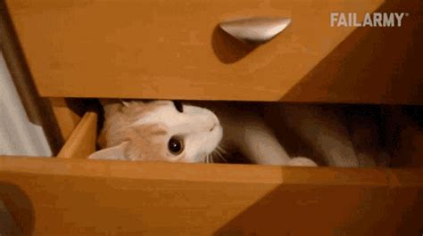 Kitten Cat  Kitten Cat Hiding Discover And Share S
