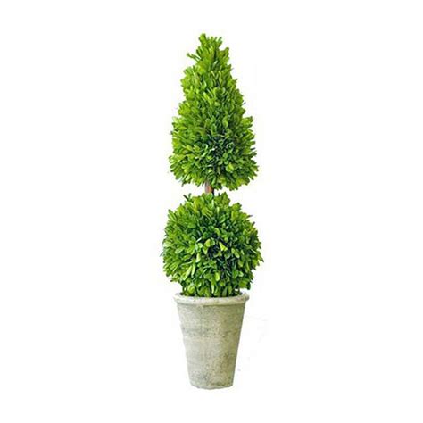 Artificial topiary plants and premium quality replica bay trees. Made from real boxwood that will last for years. (With ...