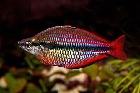 Melanotaenia Trifasciata Tropical Fish Rainbow Fish Aquarium Fish