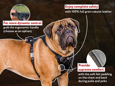 Attack dogs are trained daily, religiously, consistently. Schutzhund Dog Harness-Agitation/Protection Leather ...