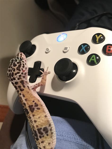 My New Xbox Gamer Pic Thought It Was Pretty Funny Leopardgeckos