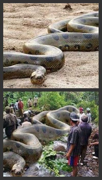 Was The Worlds Largest Snake Captured In The Amazon Worlds Largest