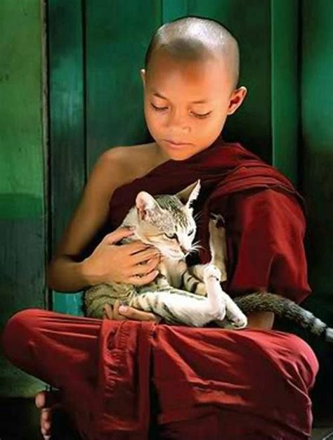 Gentle Image Zen Image Chat Cute Kittens Cats And Kittens Cat Buddha Little Buddha
