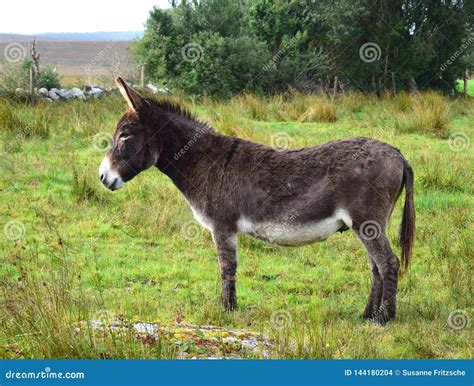 A Donkey In Ireland Stock Photo Image Of Landscape 144180204