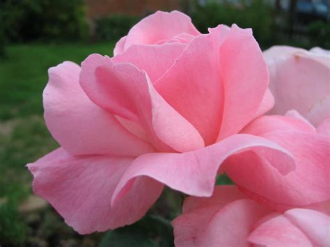 Queen Elizabeth Rose Historic Roses Group