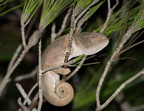 Europäisches Chamäleon Zypern Foto And Bild Tiere Wildlife Amphibien And Reptilien Bilder Auf