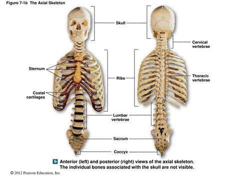 Parts Of The Axial Skeleton