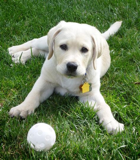 Buying a healthy puppy that has healthy parents gives you the advantage of not having to worry about inherited diseases. Yellow Lab Puppy Got A Ball Photograph by Irina Sztukowski