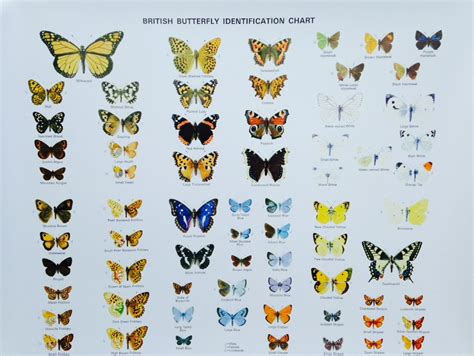 British Blue Butterflies Identification Chart