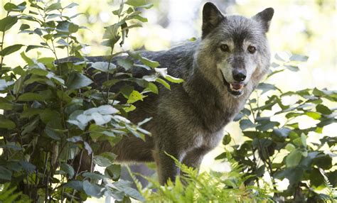 Why Do Wolves Howl And Other Top Wolf Questions Answered Smithsonian