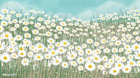 Blooming White Daisy Flower Background Vector Premium Image By