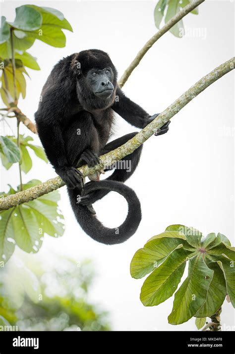 Mantled Howler Monkey Alouatta Palliata Adult Male On Cecropia Tree