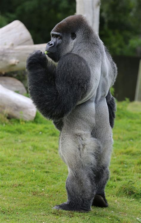 Gorilla Gorilla Silverback Gorilla Nature Animals Animals And Pets