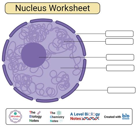 Nucleus Numbers Worksheet