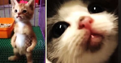 10 Cutest Cat Moments Caught On Camera