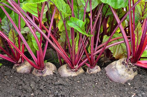 Growing Beetroot How To Sow And Plant Beetroot Plantura