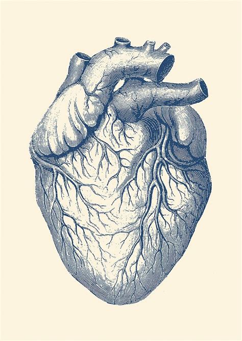 Human Heart Medical Illustration