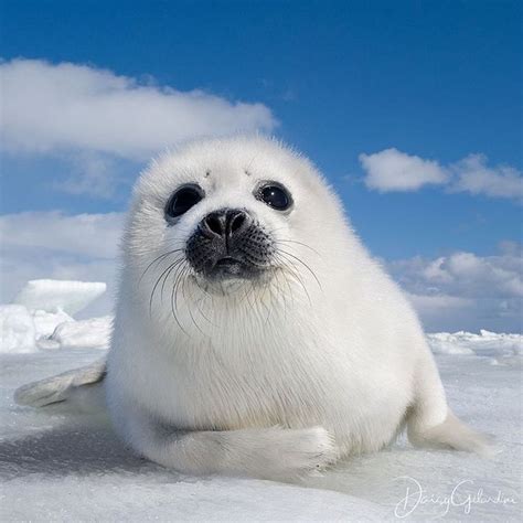 Photo By Daisygilardini Harp Seal Pups Are Born On Sea Ice From Late February To March At