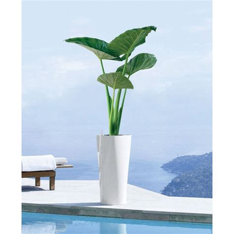 If planting in a sunny area, for best results try and plant in an area that will receive some break from the hot summer sun! This is a new plant: Alocasia Upright Elephant Ear ... the ...