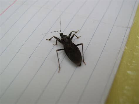 Common House Bugs Identification