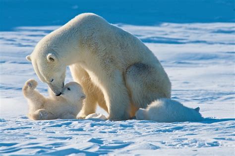 Top 5 Mom And Cub Facts Polar Bears International