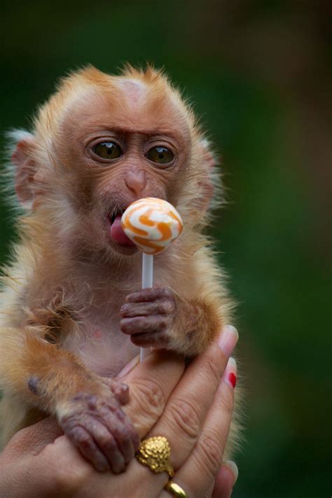 Baby Monkey In Dali Yunnan China Cute Baby Animals Cute Animals