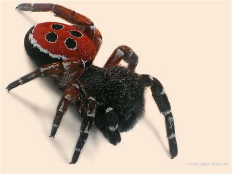 Britains Rarest Spider Ladybird Spider Spider Rare Animals
