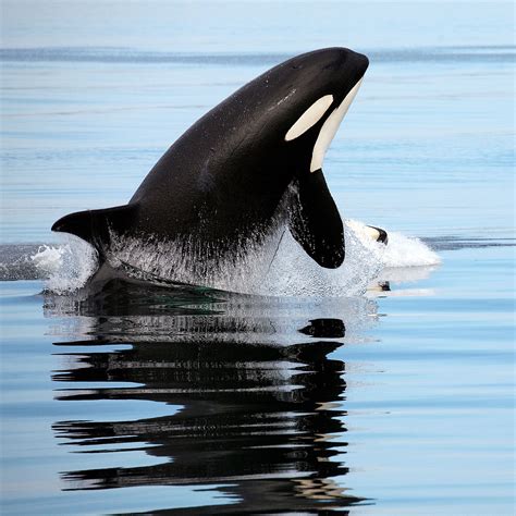 Orcas A Killer Whales Empathy Immunosensationblog