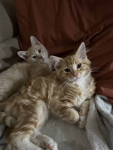2 Kittens For Sale