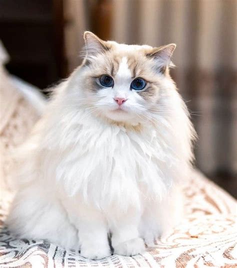 ~look for upcoming news about our 100% original line by visiting our other website, old dominion like most of online stores, ragdoll cats for sale ohio also offers customers coupon codes. Lovely cat in 2020 | Cats, Ragdoll cat, Ragdoll kitten