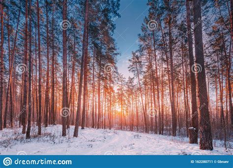 Sunset Sunrise Sun Sunshine In Sunny Winter Snowy Coniferous Forest