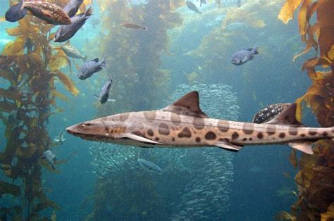 Sharks Habitat And Distribution Animal Facts And Information