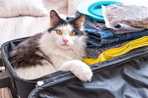 How To Make A Hotel Room Cat Friendly Adventure Cats