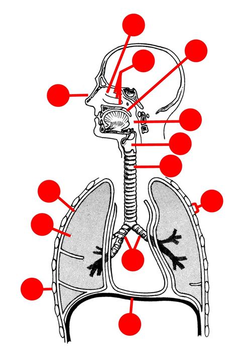Images 07 Respiratory System And Breathing Basic Human Anatomy