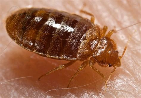 Bed Bug On Skin Identifyus
