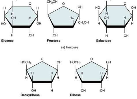 Difference Between Reducing And Nonreducing Sugar Definition