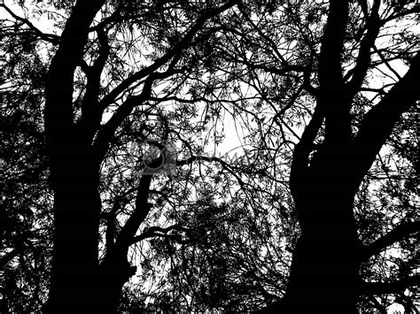 Royalty Free Image Black Trees On A White Background By Alvingb