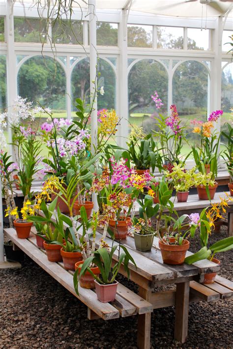 Colourful Orchid Green House Orchid House Planting Flowers Diy