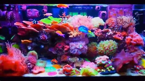 Lps Saltwater Tank Reef Aquarium Youtube