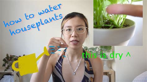 How To Properly Water Houseplants 觀葉植物點樣淋水 Youtube