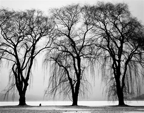 Fotos Gratis árbol Rama Invierno En Blanco Y Negro Planta Niebla