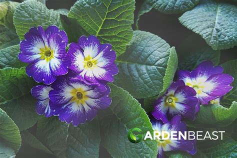 Primulas Guide How To Grow And Care For “primroses”