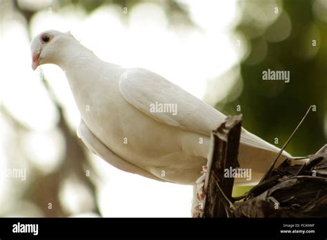 Racing Pigeon Sport Hi Res Stock Photography And Images Alamy