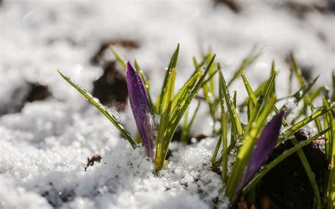 Krokusse Und Schnee Stockfoto Bild Von Anfänge Blume 170767414