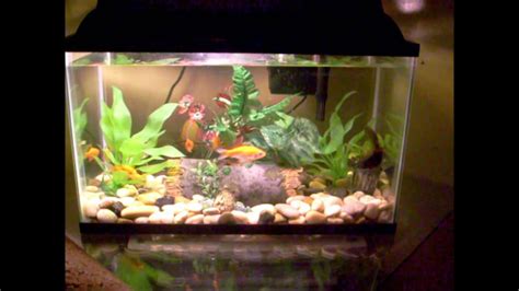 55 Gallon Goldfish Tank Setup Lopilogix