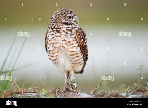 Burrowing Owl Athene Cunicularia Floridana Looking To The Right Cape