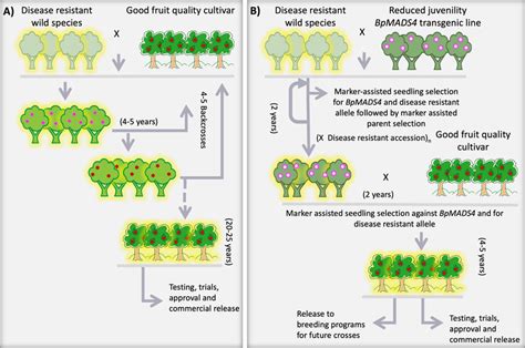 Comparisons Of Steps And Timelines For Fruit Tree Breeding Using A