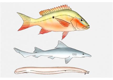 Print Of Illustration Of Three Types Of Fish Bony Fish Osteichthyes