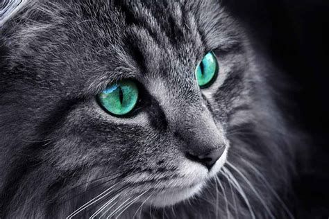 Cat Eye Green Reflection Cat Meme Stock Pictures And Photos