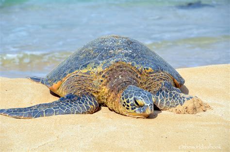Surfers And Turtles Visiting North Shore Oahu The World